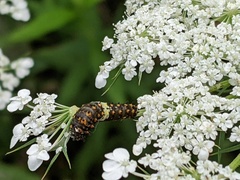 Papilio polyxenes asterius