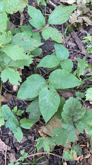 Toxicodendron rydbergii