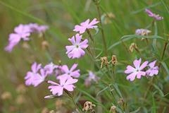 Phlox speciosa