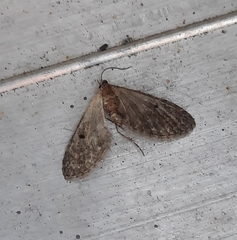 Eupithecia absinthiata