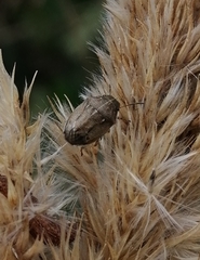 Neottiglossa pusilla