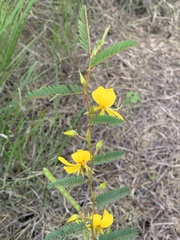 Chamaecrista fasciculata