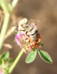 Bombus flavifrons