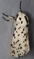 Hypercompe permaculata