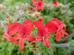 Pelargonium fulgidum