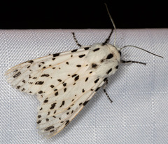 Hypercompe permaculata