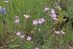 Phlox speciosa