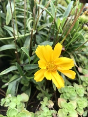 Coreopsis