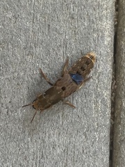 Platydracus maculosus