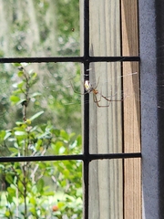 Leucauge argyra