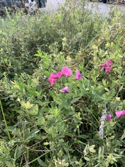 Lathyrus tuberosus