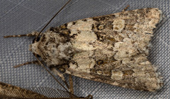 Lacinipolia strigicollis