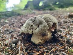 Butyriboletus fechtneri