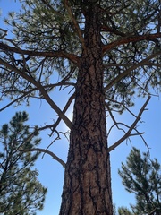 Pinus ponderosa