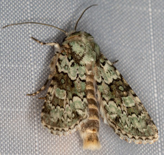 Lacinipolia strigicollis