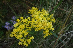 Patrinia rupestris