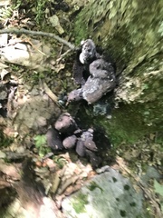 Xylaria polymorpha