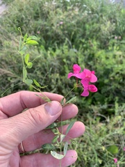 Lathyrus tuberosus
