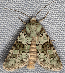 Lacinipolia strigicollis