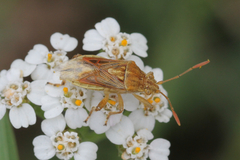 Stictopleurus abutilon