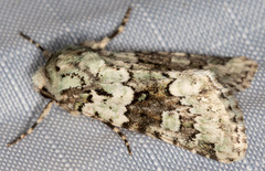 Lacinipolia strigicollis