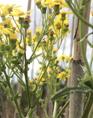 Senecio subcanescens