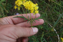 Patrinia rupestris