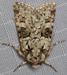 Lacinipolia strigicollis