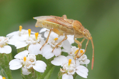 Stictopleurus abutilon