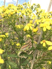 Senecio subcanescens