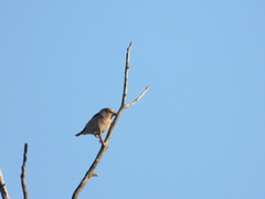 Coccothraustes coccothraustes
