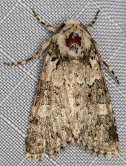 Lacinipolia strigicollis