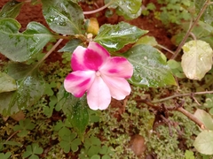 Impatiens walleriana