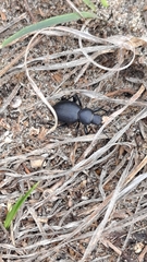 Tentyria mucronata
