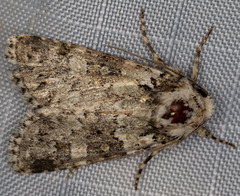 Lacinipolia strigicollis