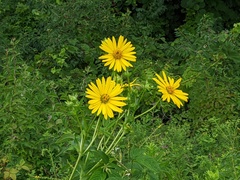 Silphium