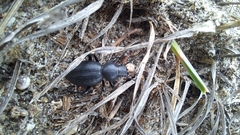 Tentyria mucronata