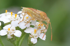 Stictopleurus abutilon