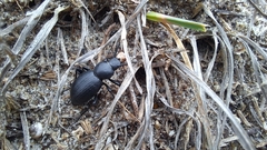 Tentyria mucronata