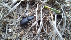 Tentyria mucronata