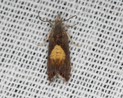 Dichrorampha bittana