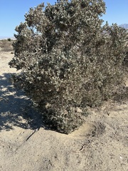 Quercus cornelius-mulleri