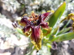 Ferraria crispa