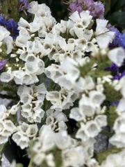 Limonium gmelinii