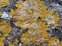 Xanthoria calcicola