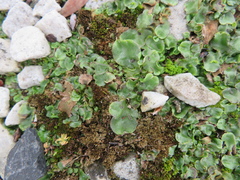 Lunularia cruciata