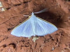 Diaphania costata