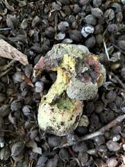 Butyriboletus fechtneri