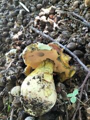 Butyriboletus fechtneri