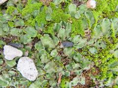 Lunularia cruciata